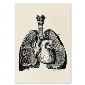 Plakat anatomisk art lunger