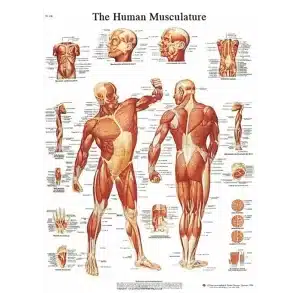 Plakat Muskler