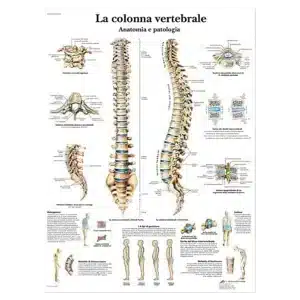 Plakat anatomi Spinal column